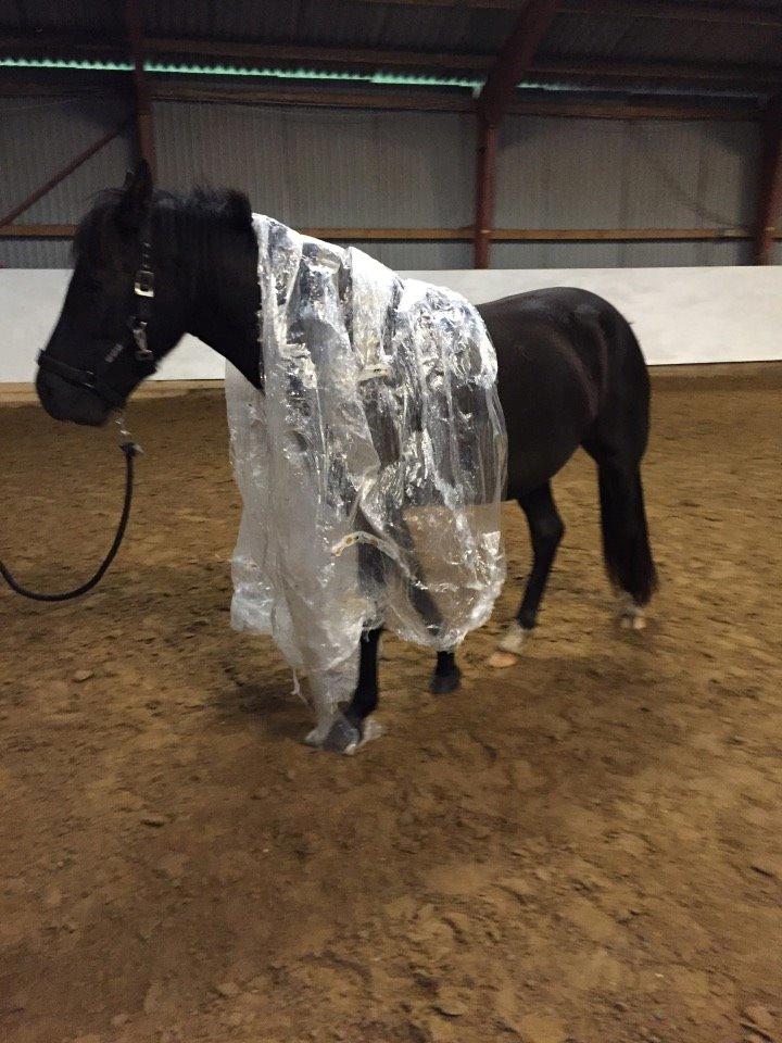 New Forest Azalia - Sjov og ballade efterår 2015.  billede 13