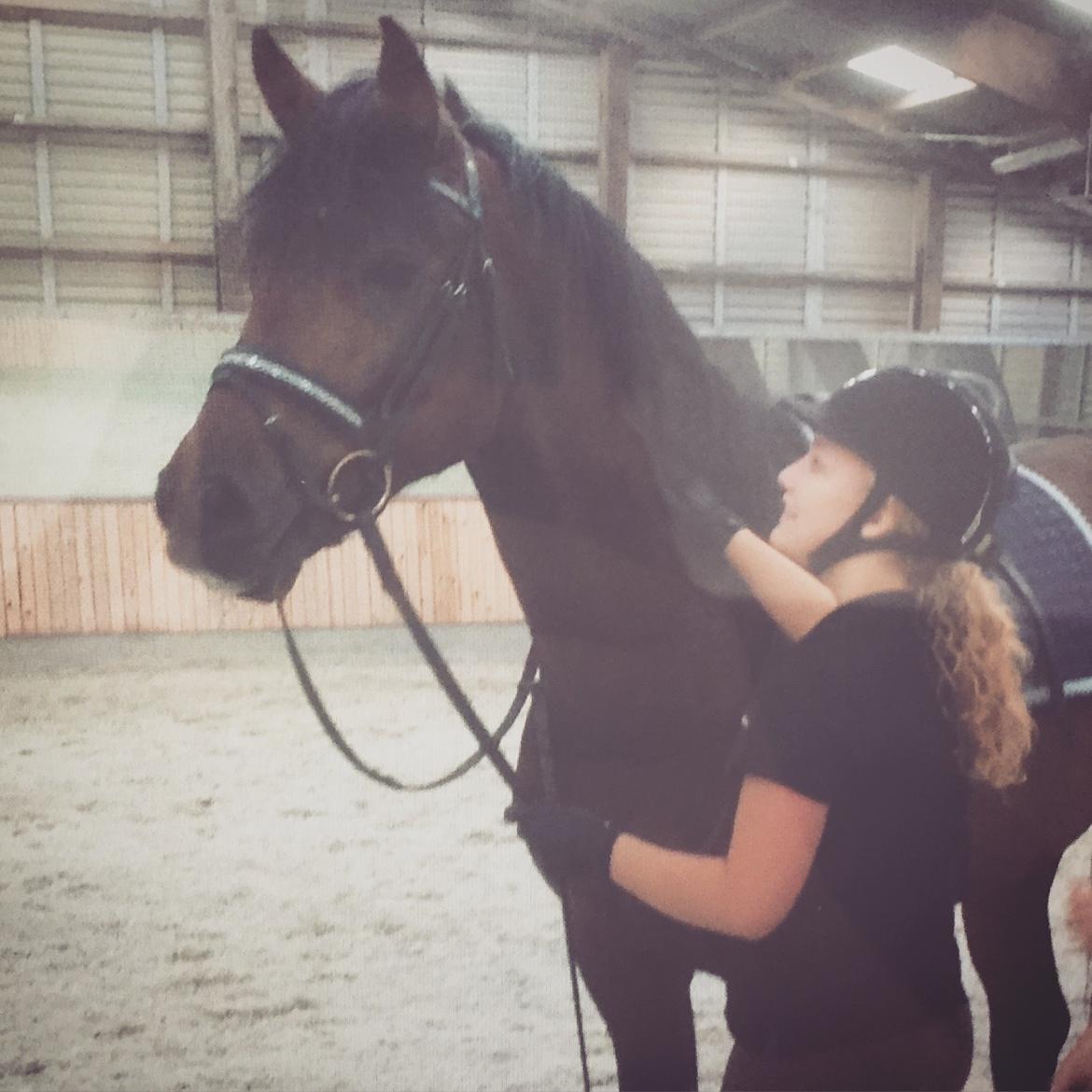 Dansk Varmblod Åtoftens Fabio - Da jeg var ude at prøve ham, maj 2015 billede 1