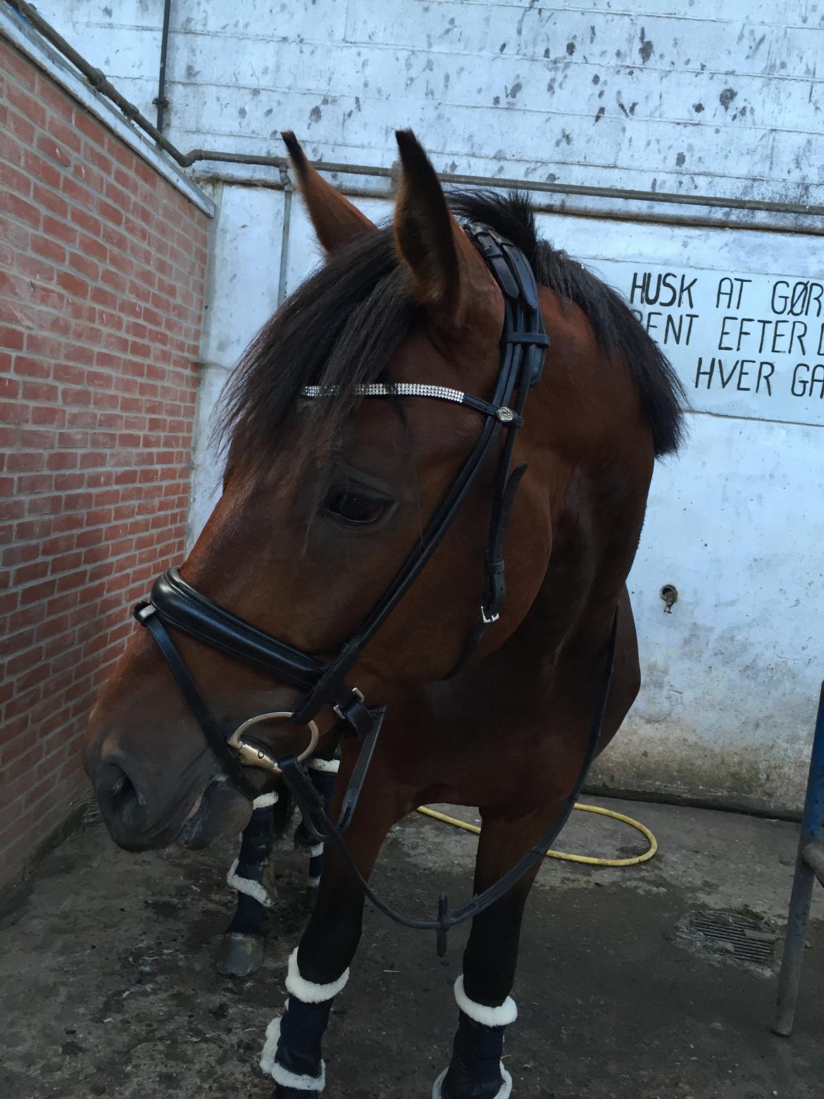 Dansk Varmblod Åtoftens Fabio - Fabio, sommeren 2015 billede 13