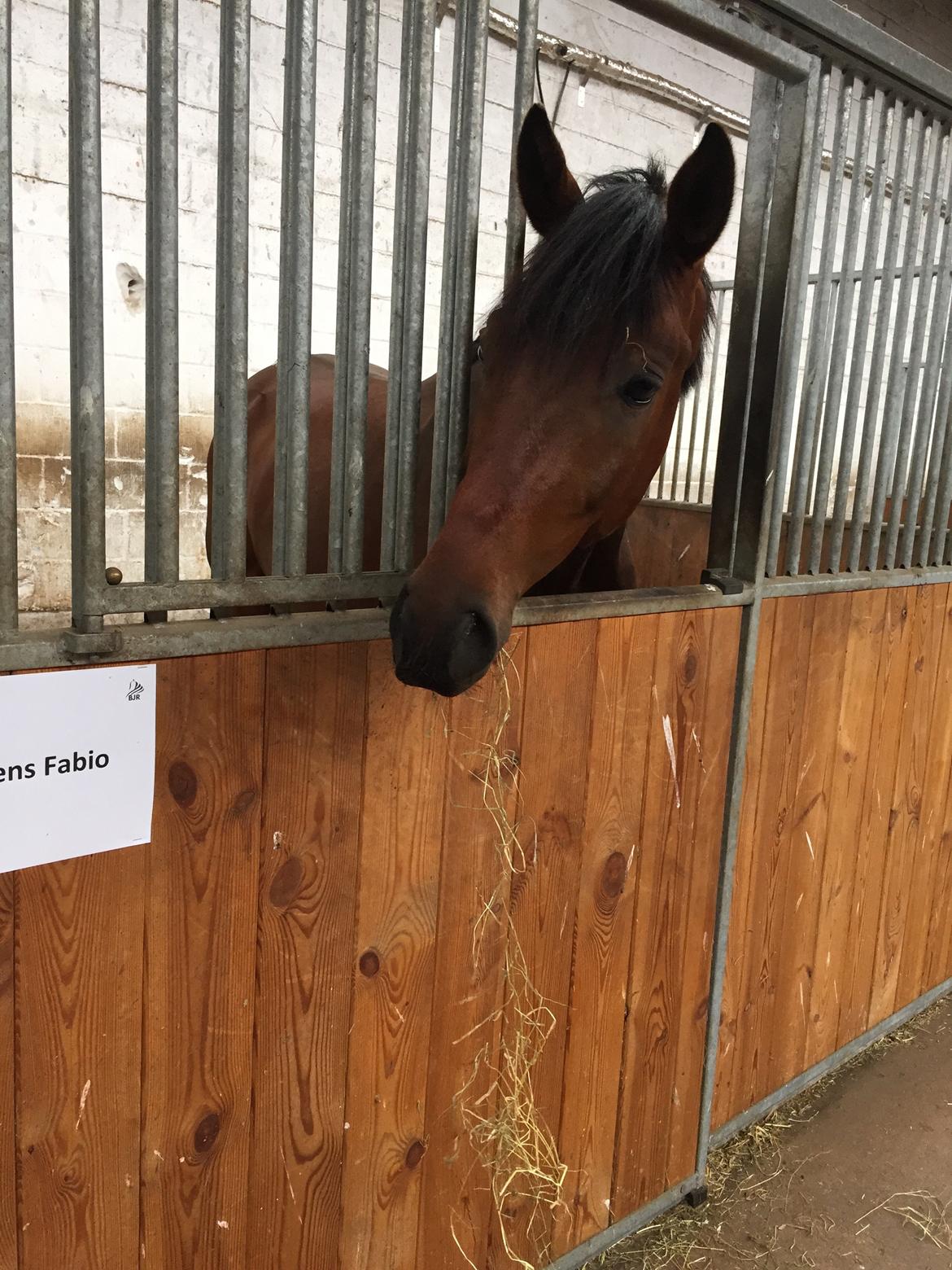 Dansk Varmblod Åtoftens Fabio - Fabio, sommeren 2015 billede 6