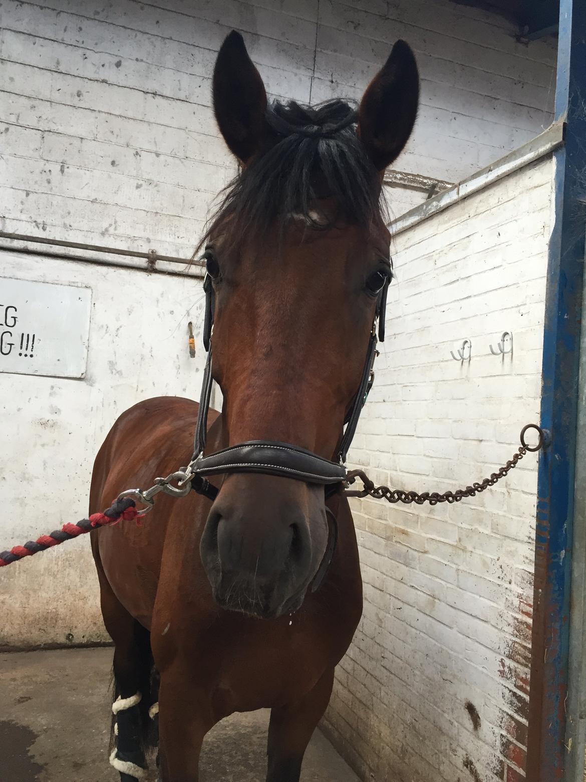 Dansk Varmblod Åtoftens Fabio - Fabio, sommeren 2015 billede 9