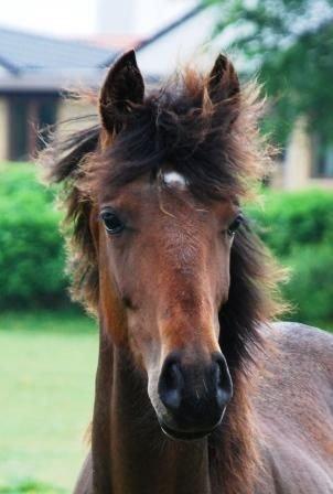 Dansk Varmblod Åtoftens Fabio - Fabio et par måneder gammel :) billede 8