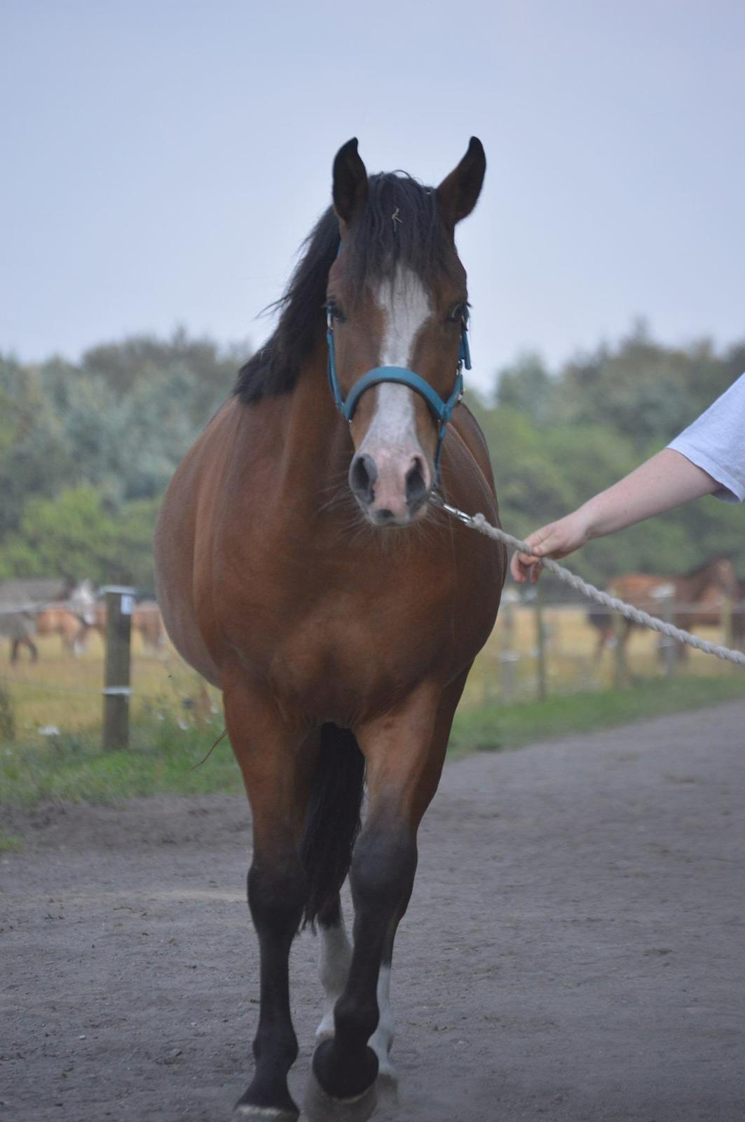Anden særlig race Luka ( Luksen) - Velkommen til Luka's Profil. taget af : Cecilie Natascha Preisler Nielsen ( på Tronsø skolen) billede 3