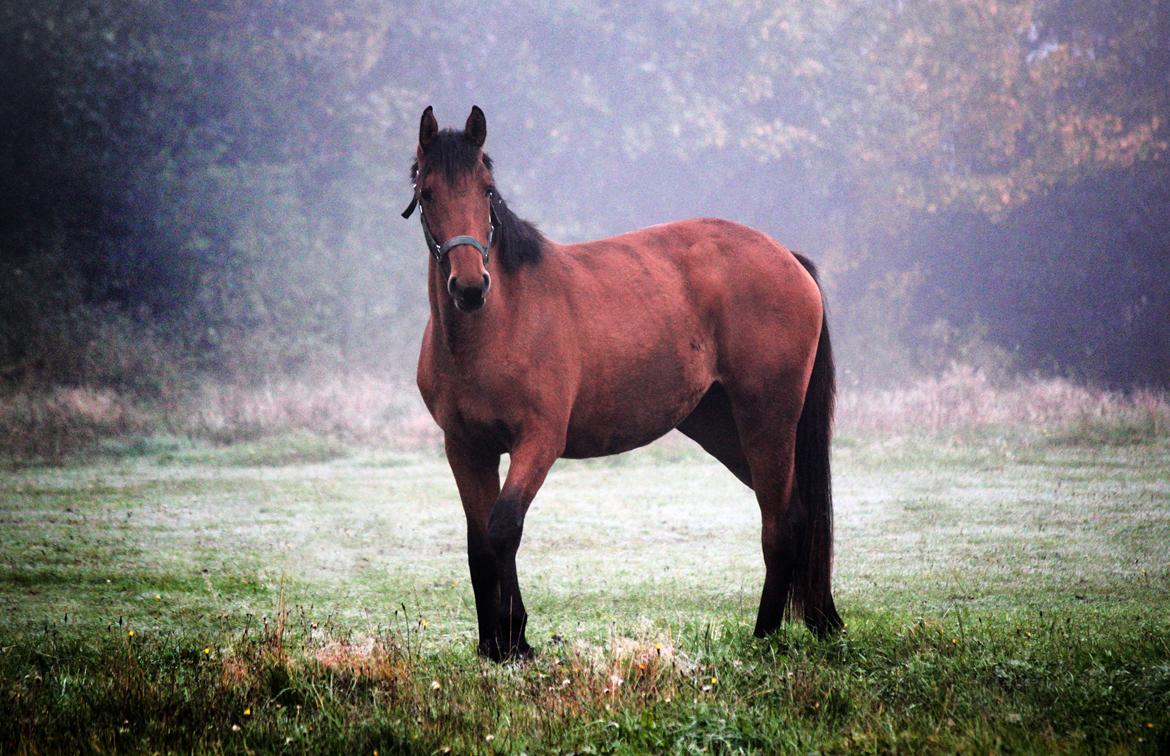 Dansk Varmblod Angel of music (SOLGT) *For evigt elsket <3* - NYT: Angel i tågen billede 10