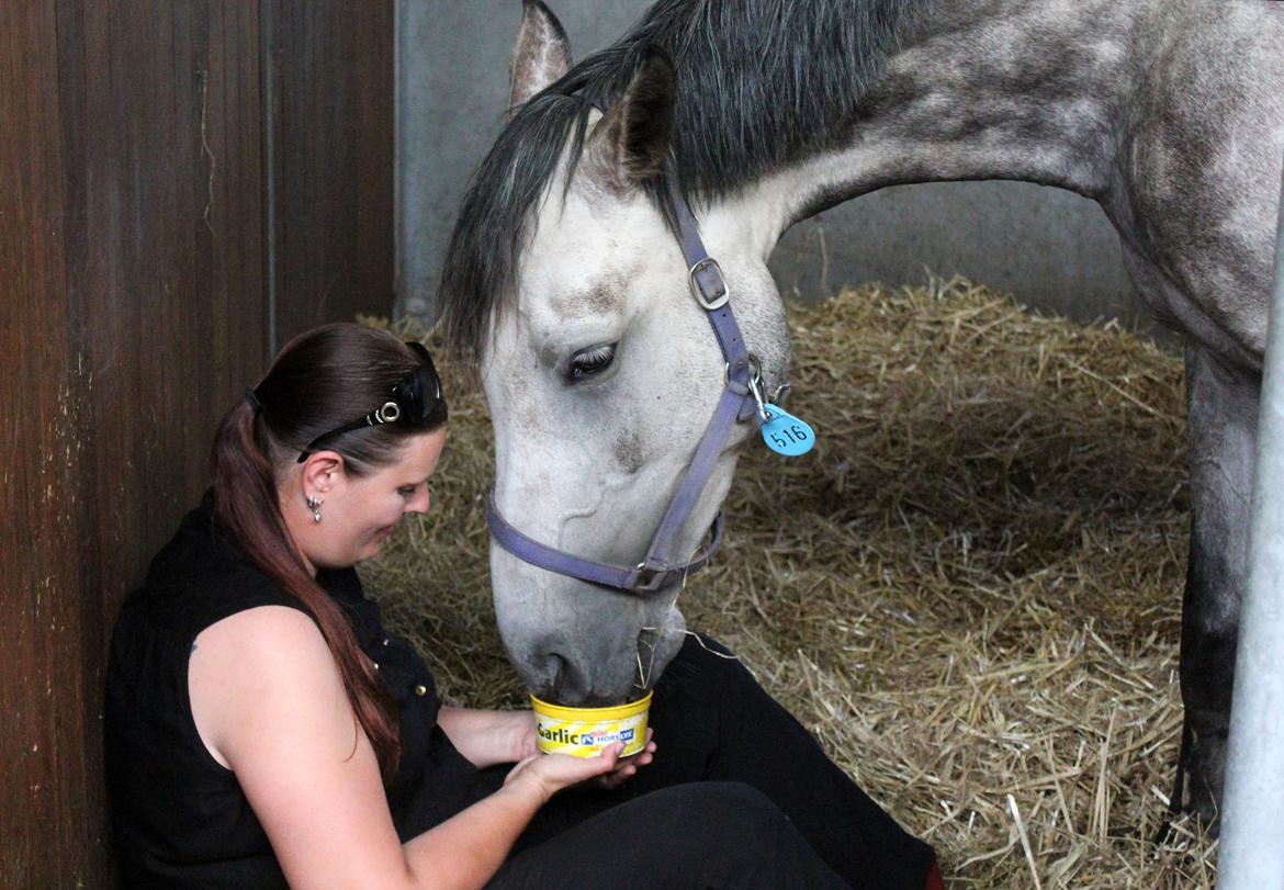 Dansk Varmblod Lambrié Vejen (Avlshoppe) - Osten og mig hygger på Blue Hors :) billede 50