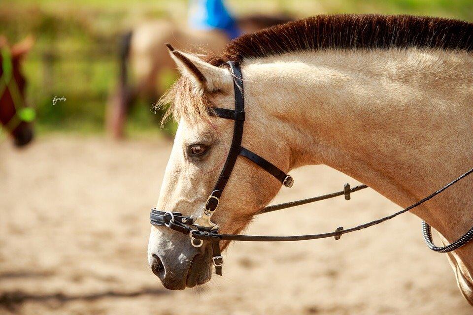 DSP Toojour (Tut) billede 8