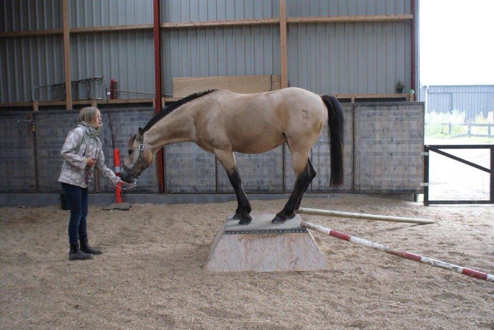 DSP Toojour (Tut) billede 15