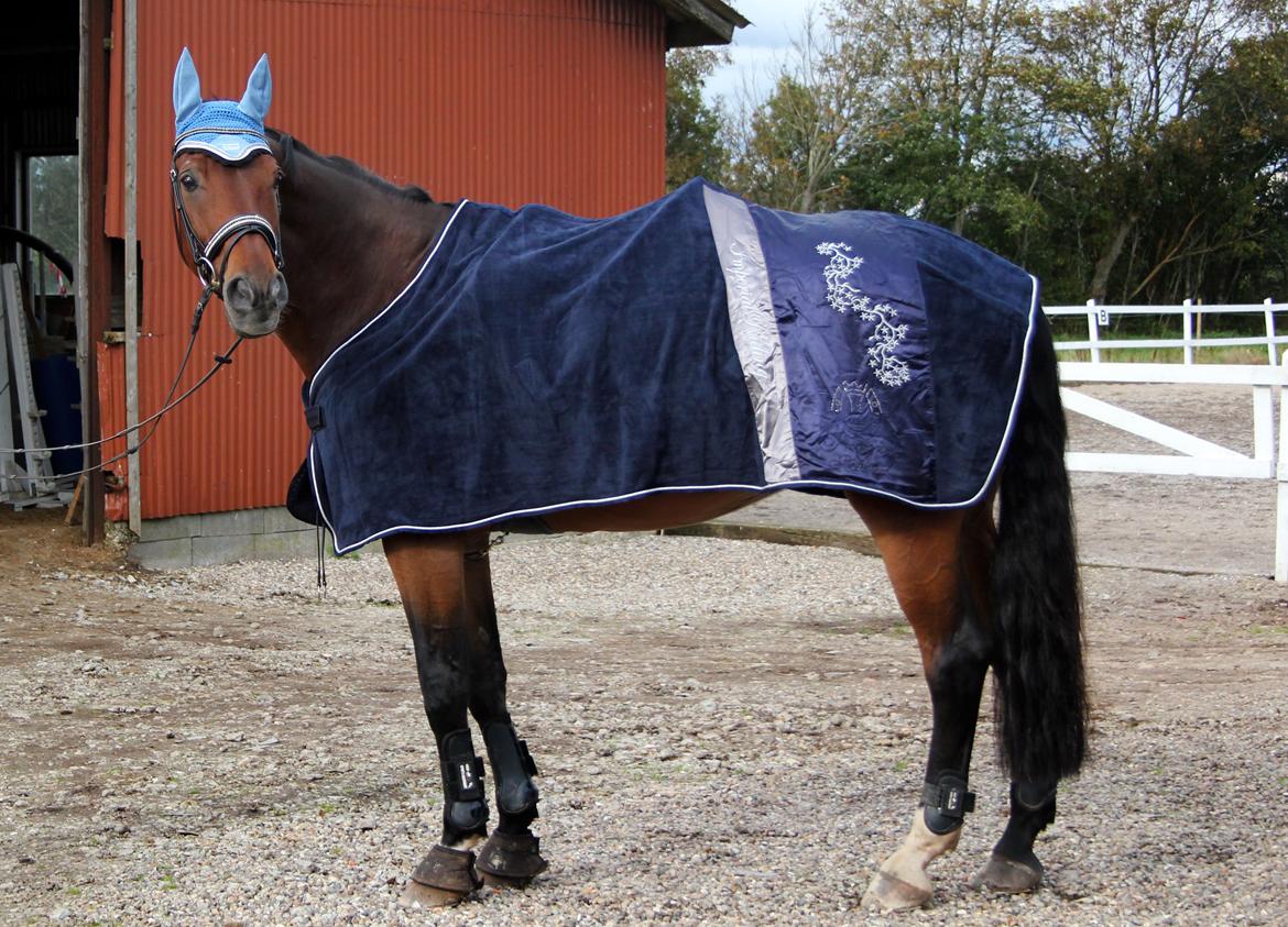 Anden særlig race Dalvangs Casper - Casper med sit nye flotte udstyr :) billede 41