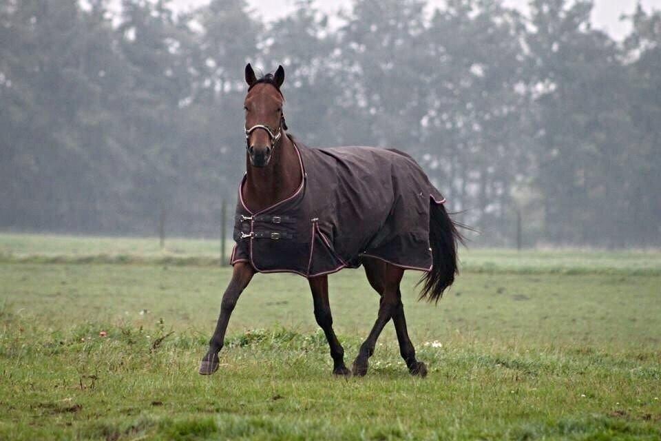 Traver Barbar Hornline (SE) (Deline) - Deline første gang ude på fold med de andre drenge på toftegaarden billede 16