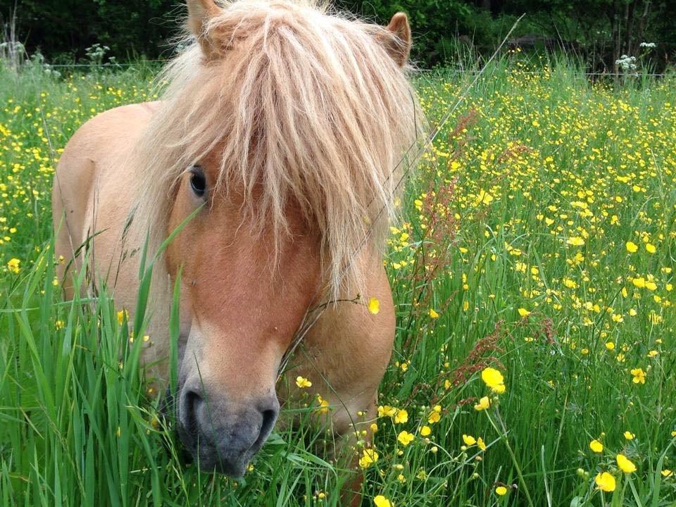 Shetlænder Vojes apollo billede 2