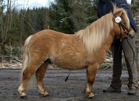 Shetlænder Vojes apollo billede 1