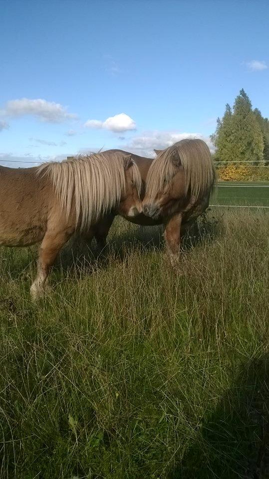 Shetlænder Vojes apollo billede 3