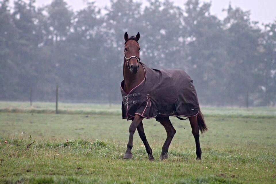 Traver Barbar Hornline (SE) (Deline) billede 17