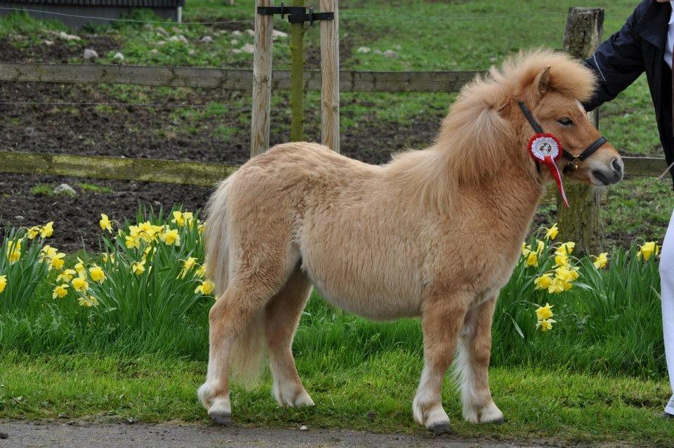 Shetlænder Vojes apollo billede 4