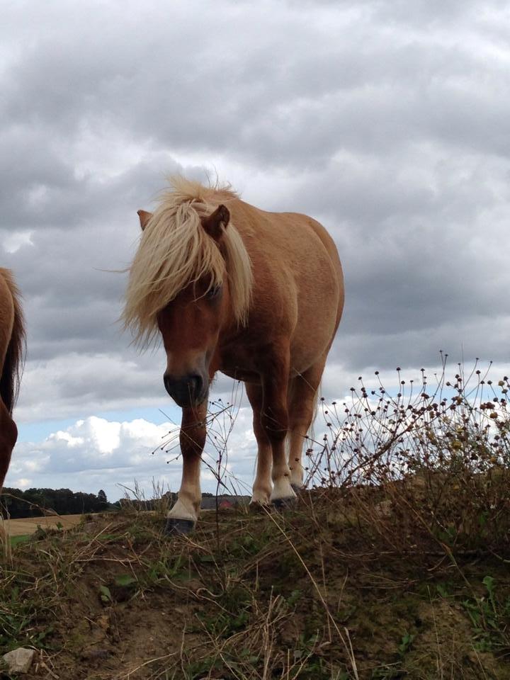 Shetlænder Vojes apollo billede 5