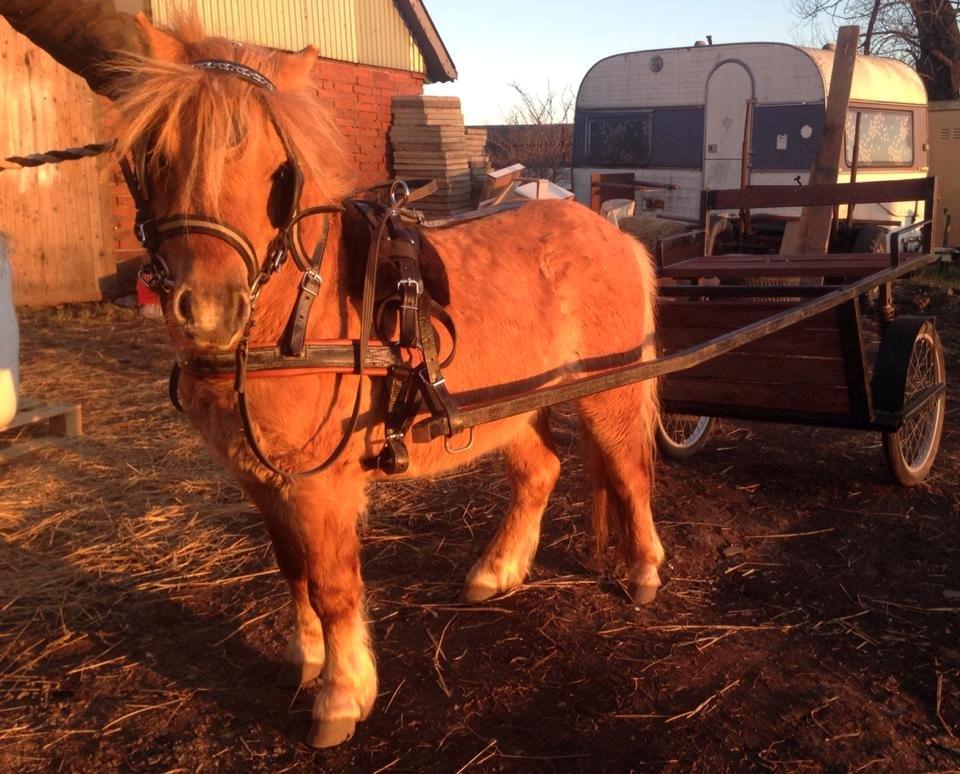 Shetlænder Vojes apollo billede 6
