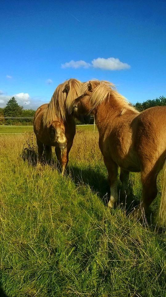 Shetlænder Rosenstandens balou - Vildmanden med sin bedste homie. (Vojes Apollo)  billede 10