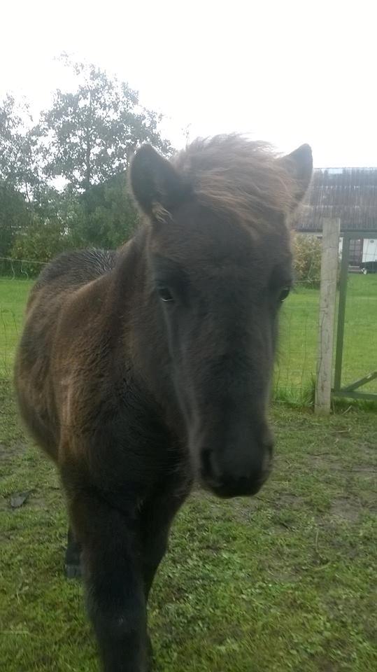 Shetlænder Rosenstandens Bianca billede 1