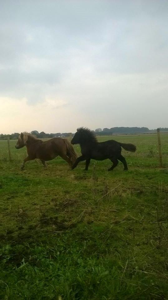 Shetlænder Rosenstandens Bianca billede 7