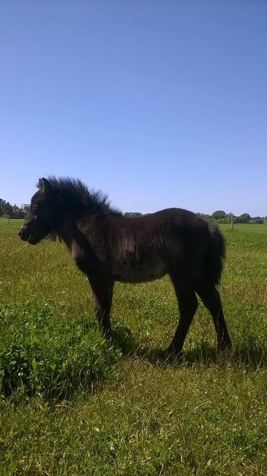 Shetlænder Rosenstandens Bianca billede 8