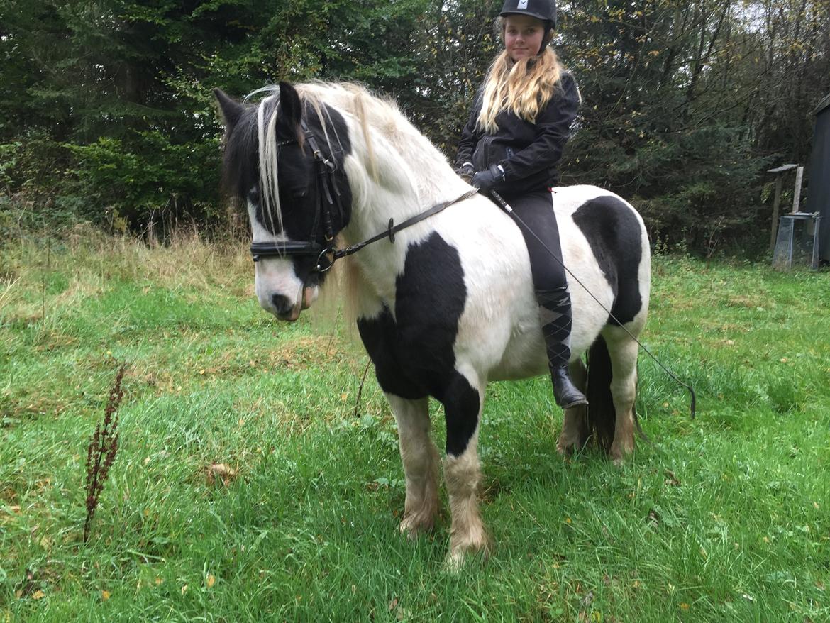 Tinker Sir Archibald af Østerbygaard billede 15