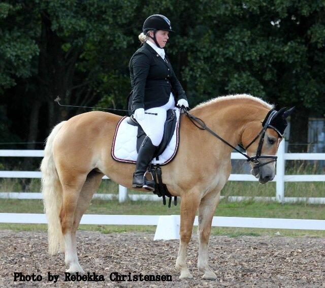 Haflinger Nynne Wican billede 5