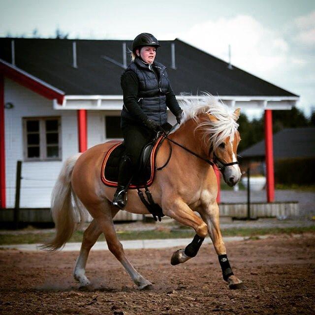 Haflinger Nynne Wican billede 14