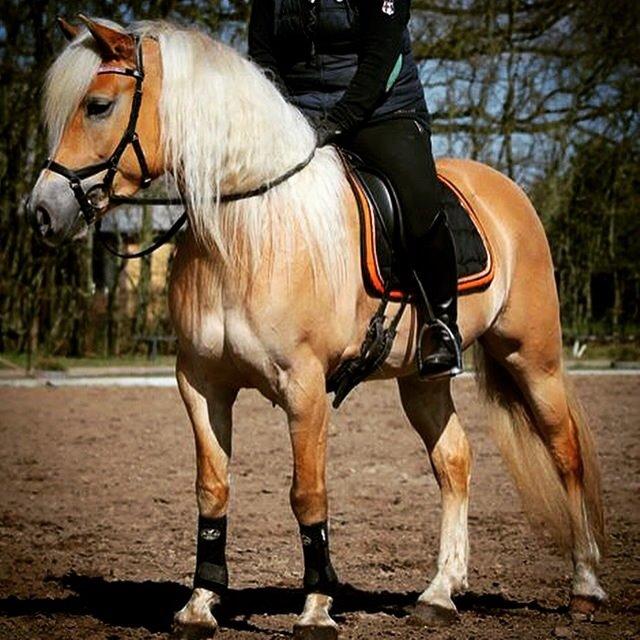 Haflinger Nynne Wican billede 19