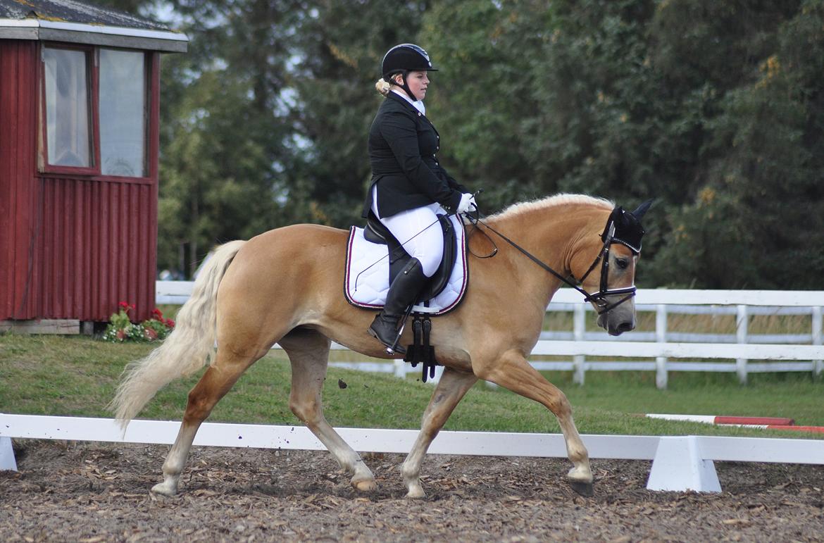 Haflinger Nynne Wican billede 9