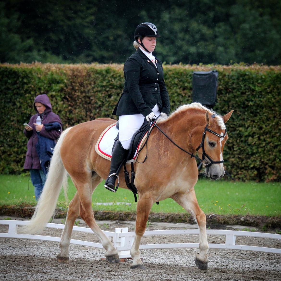 Haflinger Nynne Wican billede 15