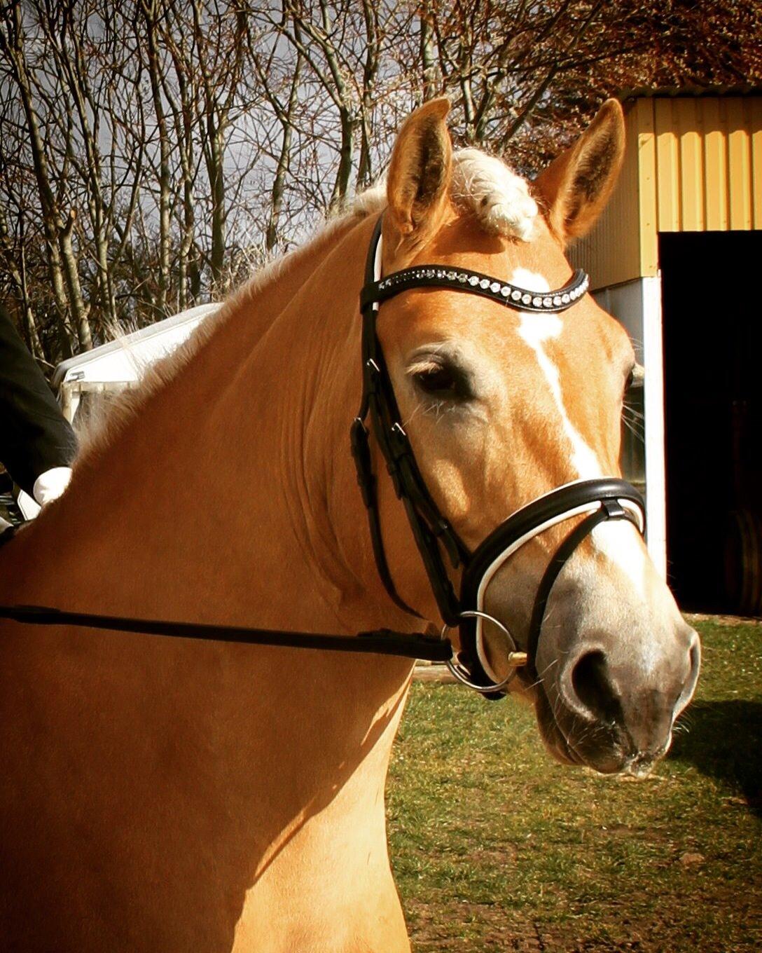 Haflinger Nynne Wican billede 18