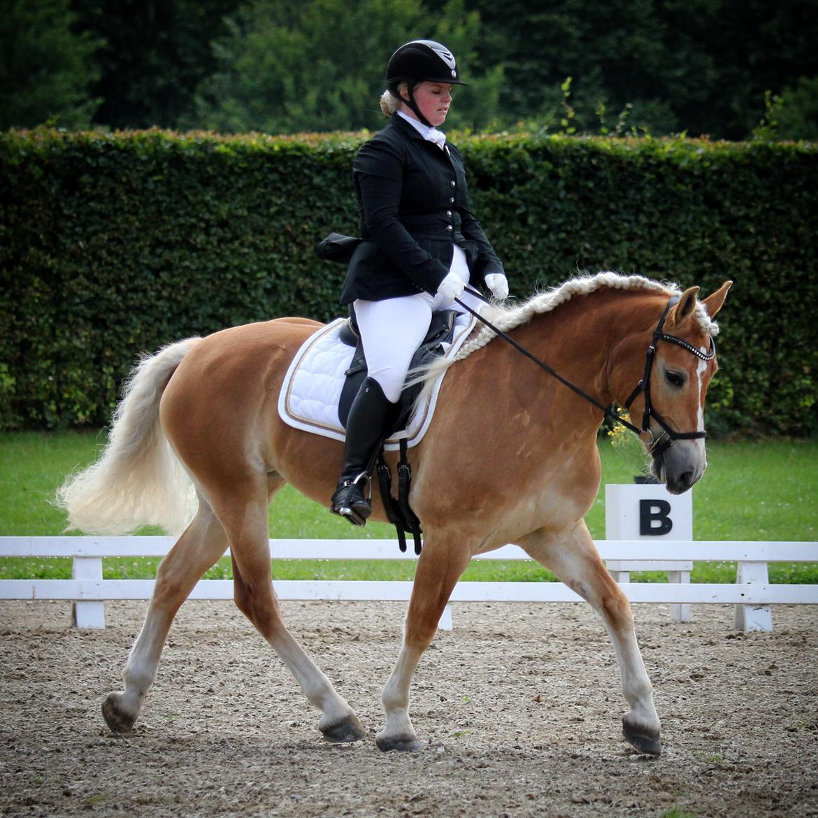 Haflinger Nynne Wican billede 17