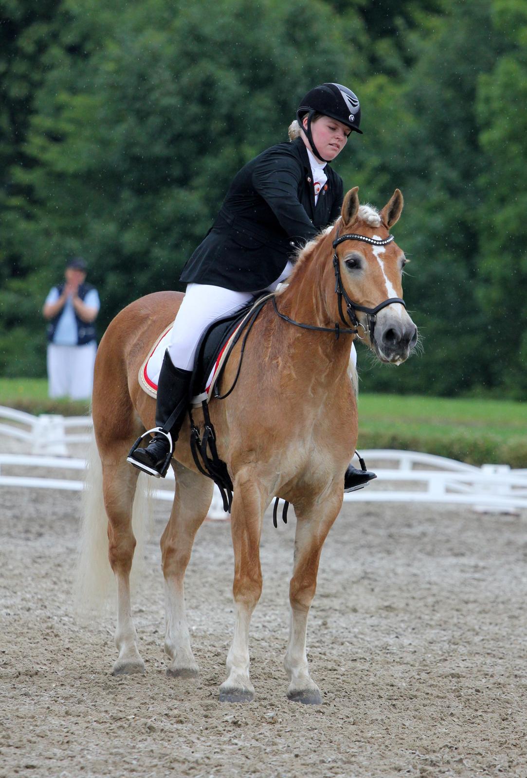 Haflinger Nynne Wican billede 13