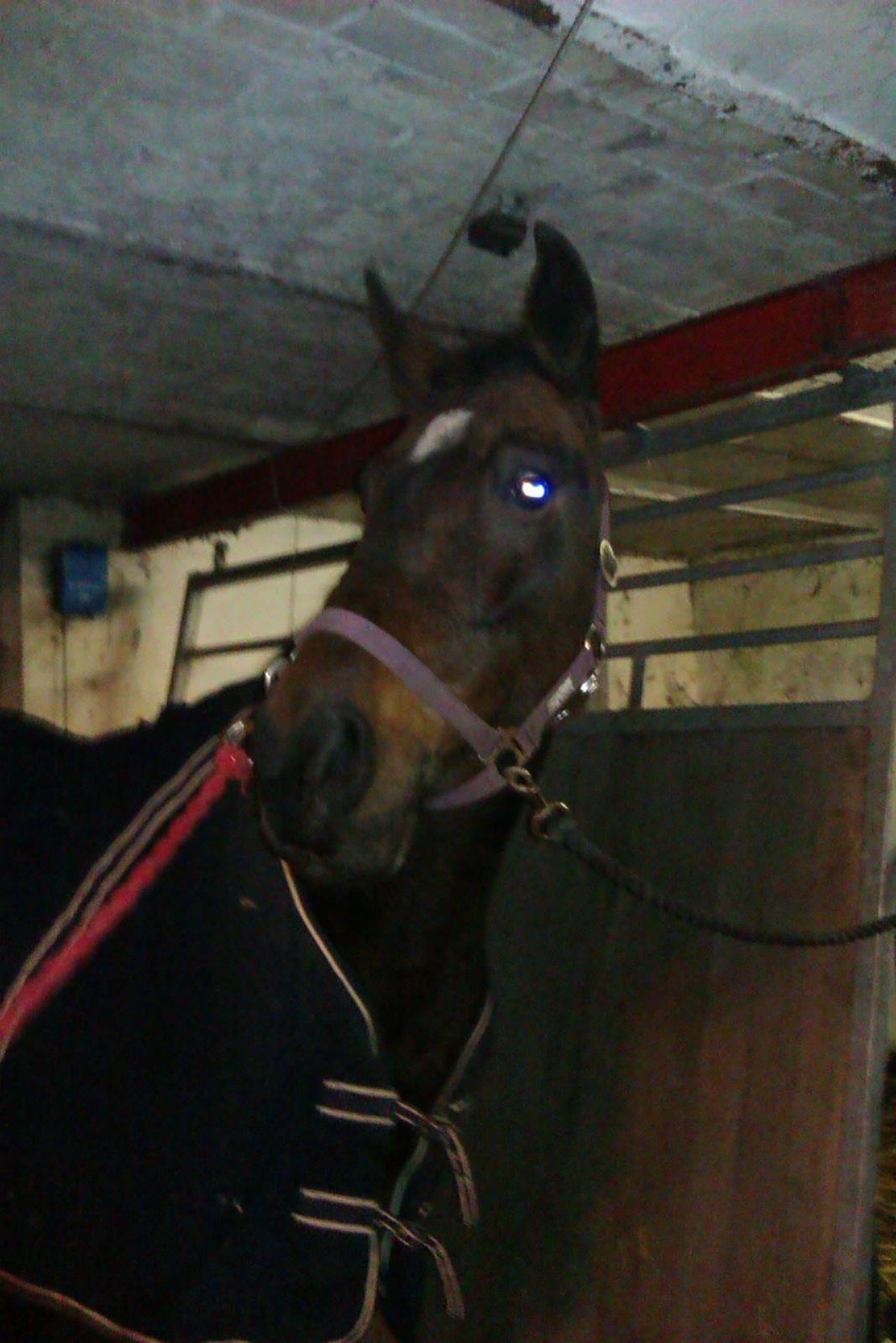 Traver Meranda Act - hvor er hun da sød <3 ;) billede 13