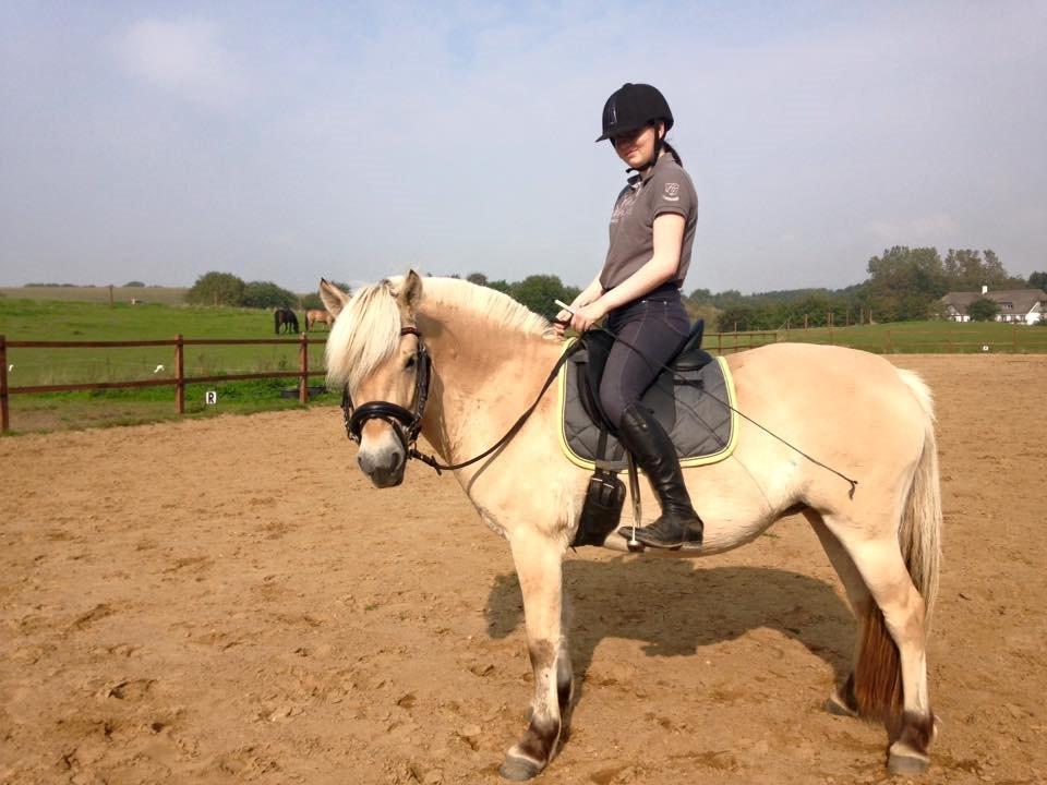 Fjordhest Bjergvangs Flicka Eywa billede 13