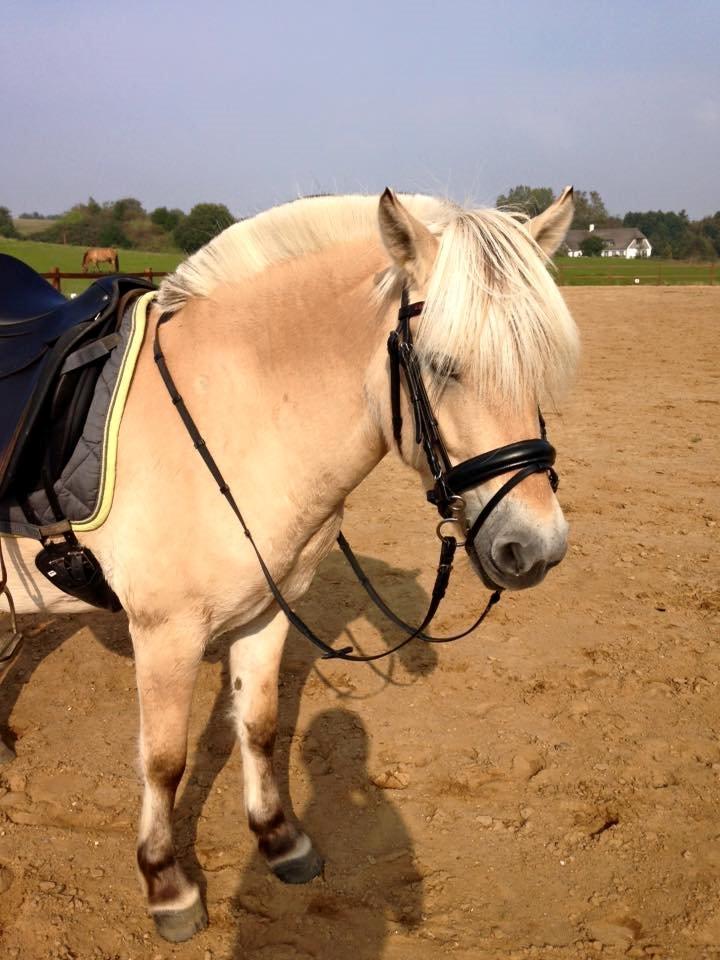 Fjordhest Bjergvangs Flicka Eywa billede 14