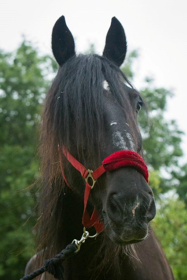 Anden særlig race Sir Lancelot Soleil billede 14