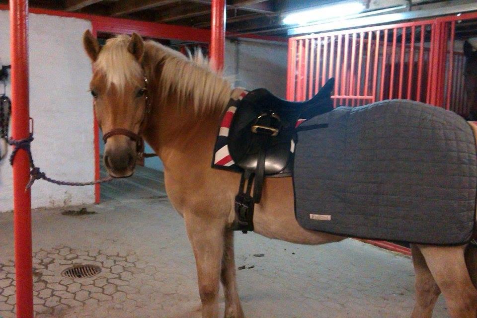 Haflinger Duchess *Dysse* billede 10