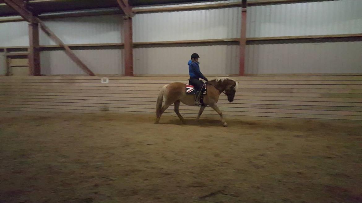 Haflinger Duchess *Dysse* billede 11