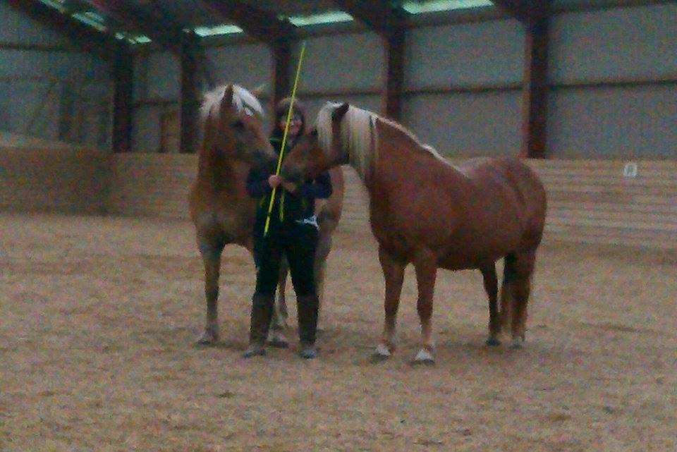 Haflinger Duchess *Dysse* billede 14