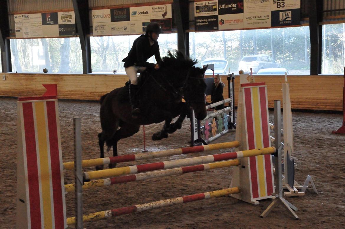 Dansk Varmblod Cille - LB Løgstør - Taget af Karoline Kristoffersen billede 8