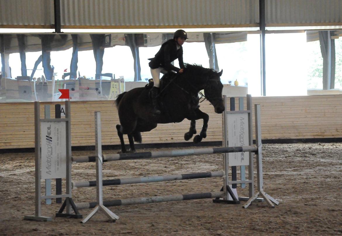 Dansk Varmblod Cille - Taget af Karoline Kristoffersen billede 3