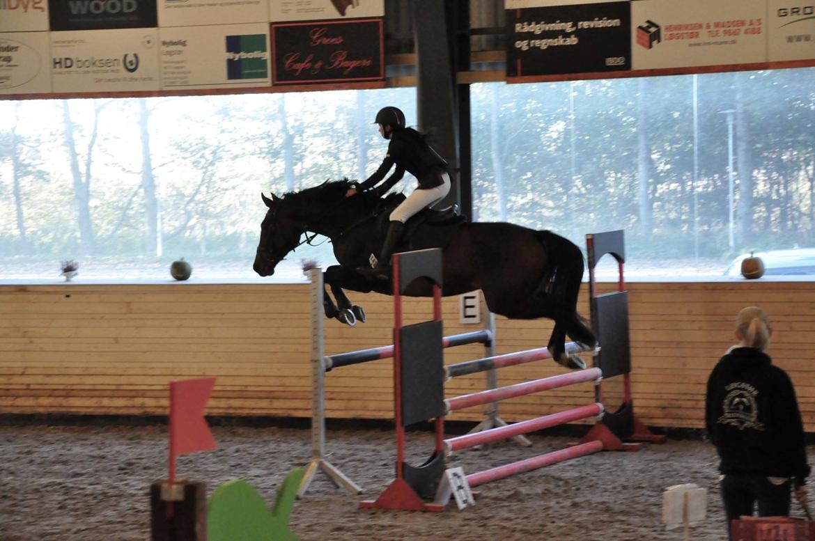 Dansk Varmblod Cille - LB Løgstør - Taget af Karoline Kristoffersen billede 11