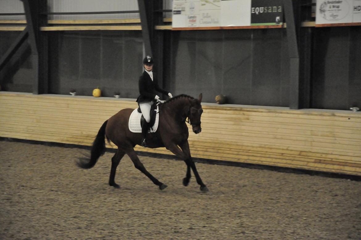 Dansk Varmblod Bakkegaarden's Chester billede 6