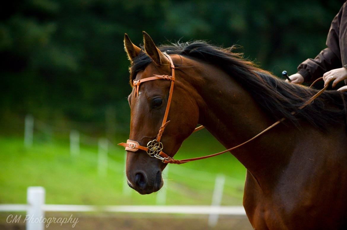 Dansk Varmblod Cato Soleil - Cato til sit første stævne i September 2015. billede 10