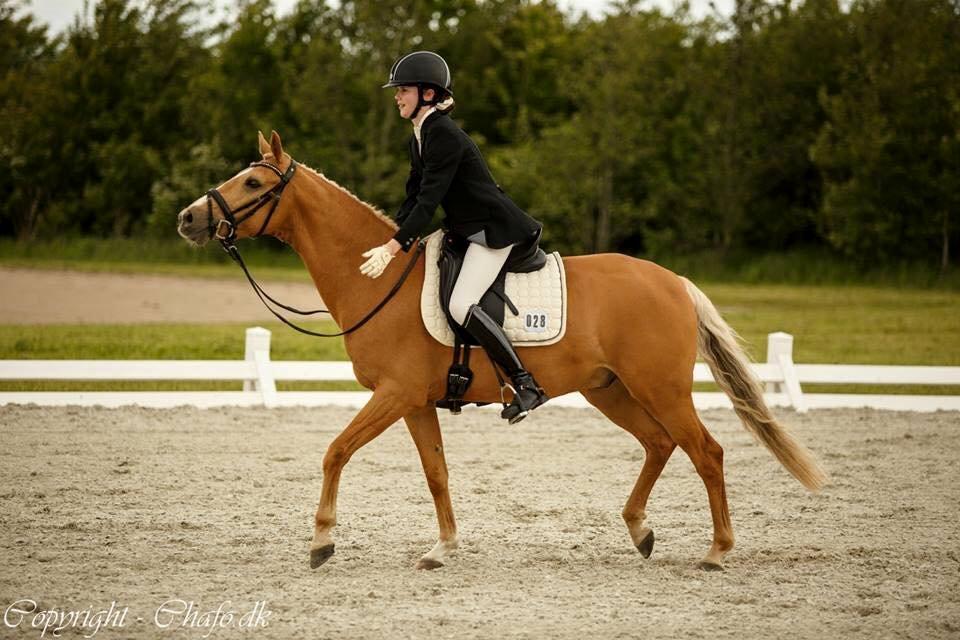 Tysk Sportspony Fredens H-Connection mit et og alt billede 20