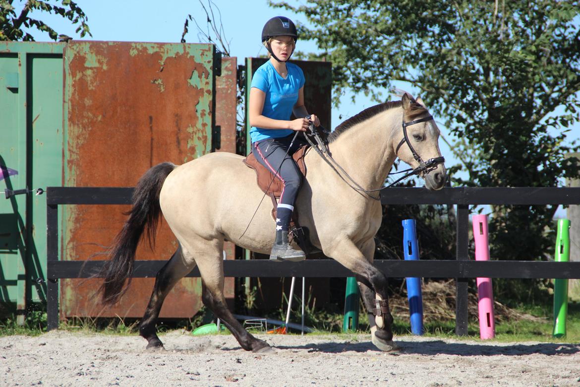 DSP Toojour (Tut) - Dressur. :D  billede 17