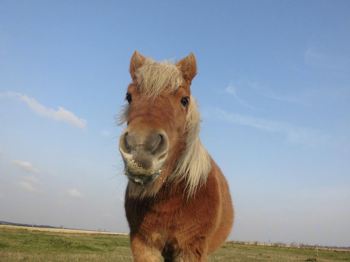 Shetlænder Flintdales Bjørk R.I.P  - Så bliver der spist æbler :) billede 9