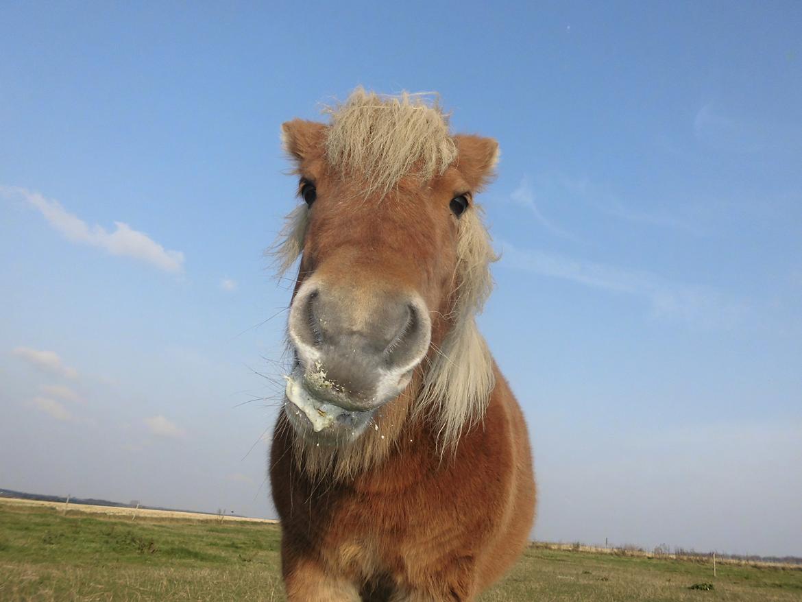 Shetlænder Flintdales Bjørk R.I.P  - Så smuk :) billede 10