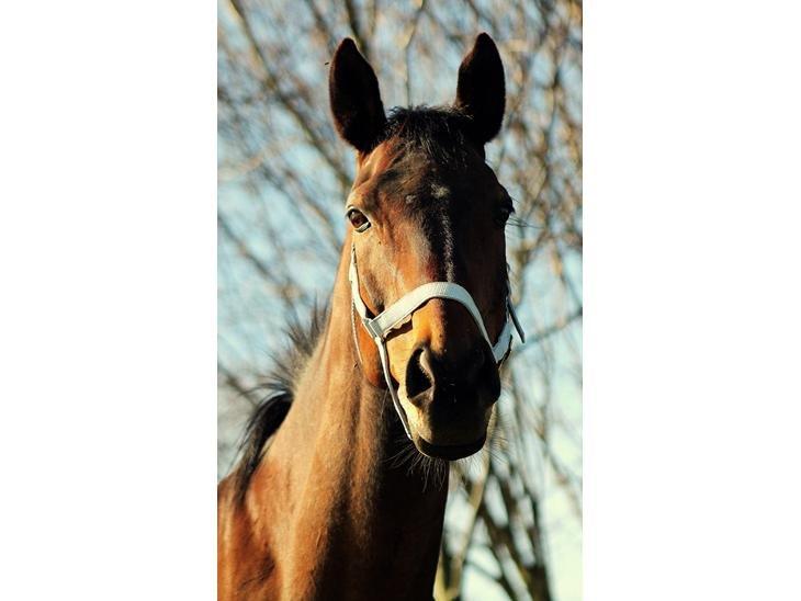 Anglo Araber (AA) Ghazal  billede 10